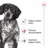 Royal Canin Medium Ageing 10+ 10 x 140g