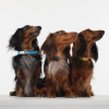 TICKLESS Mini dog Nabíjací ultrazvukový odpudzovač kliešťov a bĺch Ružová