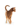 Royal Canin Aromatic Exigent 10kg