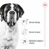 2x Royal Canin Giant Adult 15kg
