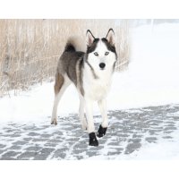 Ochranná neoprenová topánočka Walker Active Trixie XL (2ks)