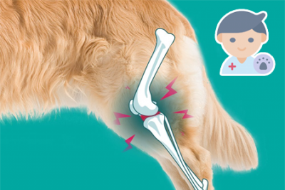 Osteoartritída u psov (OA)