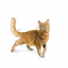 Royal Canin Fit 10kg