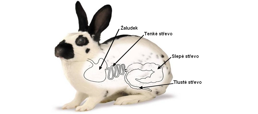 Králík má unikátní zažívací trakt uzpůsobený trávení hrubé vlákniny