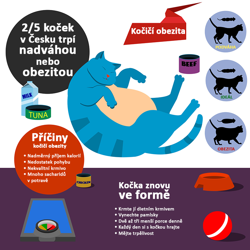 Kočičí obezita infografika