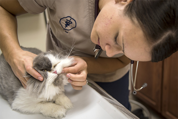 Kočka veterinář