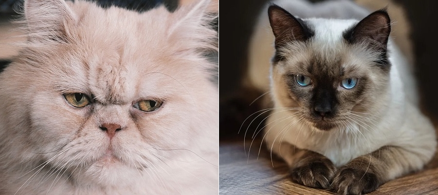 Plemeno perských koček a ragdoll mají genetickou predispozici k tomuto onemocnění