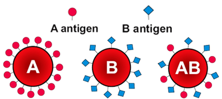 Ukázka antigenů na červených krvinkách lidských krevních skupin A, B, AB a 0