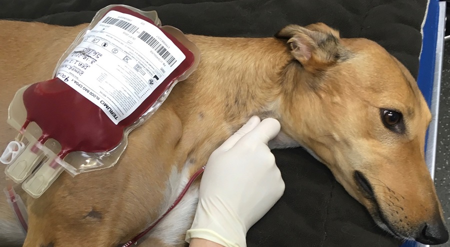 Problematika krevních skupin psů je velmi složitá