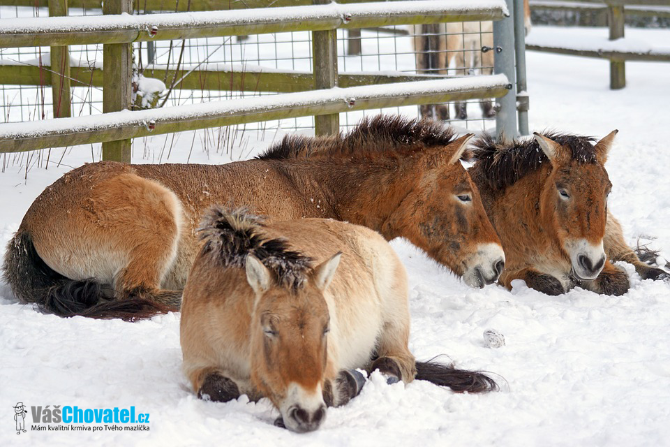 Koně leží ve sněhu