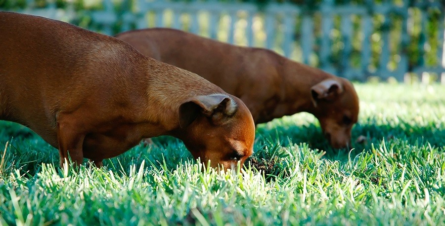 Pes jí trávu
