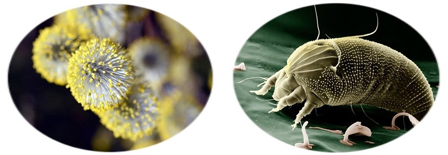 Alergizující prostředí v podobě pylu a roztočů