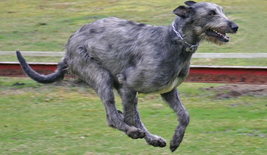 Irský vlkodav miluje běh a lov