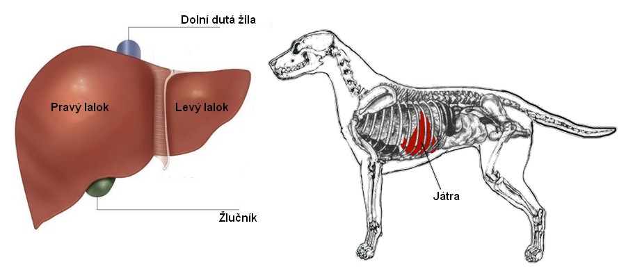 Játra jsou nepostradatelným orgánem savců