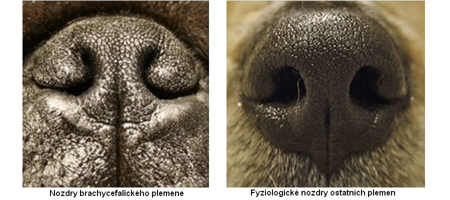Nozdry brachycefalického plemene a fyziologické nozdry ostatních plemen 