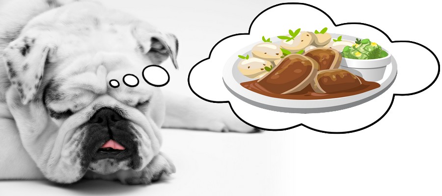 Spokojený pes o jídel opravdu nesní