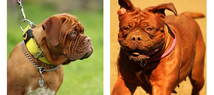Bordeauxská doga je pes mnohá tváří