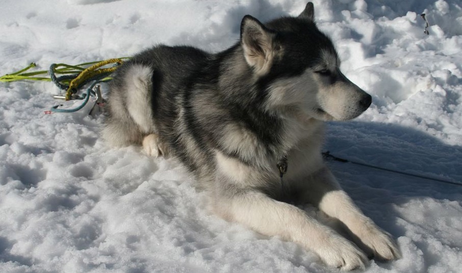 Malamut miluje sníh a zimní sporty