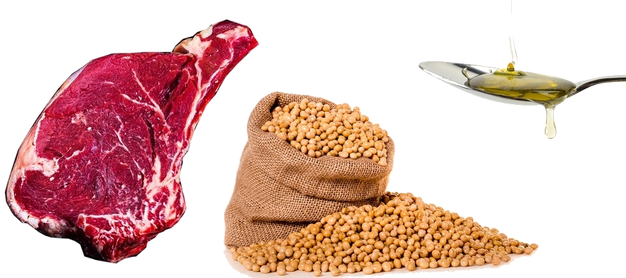 Bílkoviny, sacharidy a tuky - hlavní složky potravy