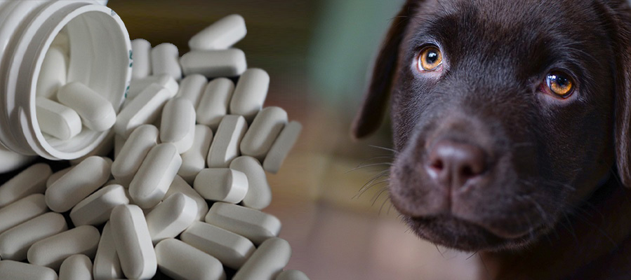 I malé množství humánních léků proti bolesti vyvolává u psů velké zdravotní problémy