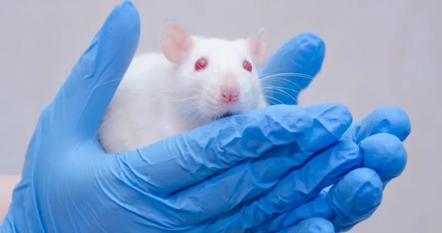 Mykoplazmóza postihuje výhradně myši a potkany