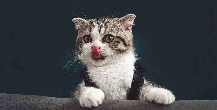 Koťata mají jiné stravovací návyky než senioři