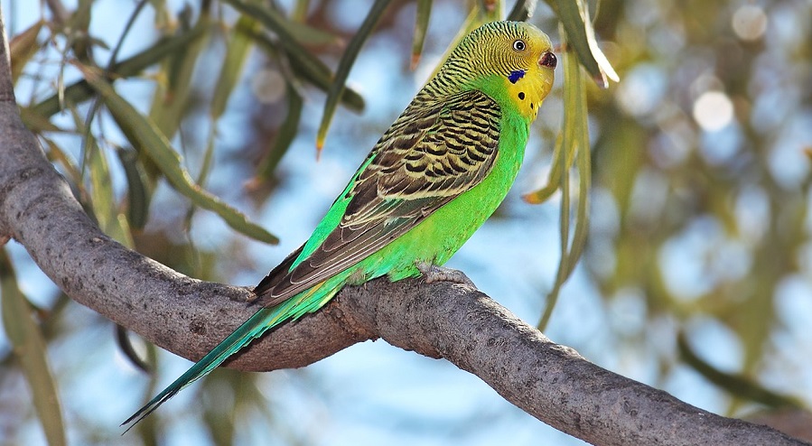 Andulka nejoblíbenější papoušek má mnoho barevných variant