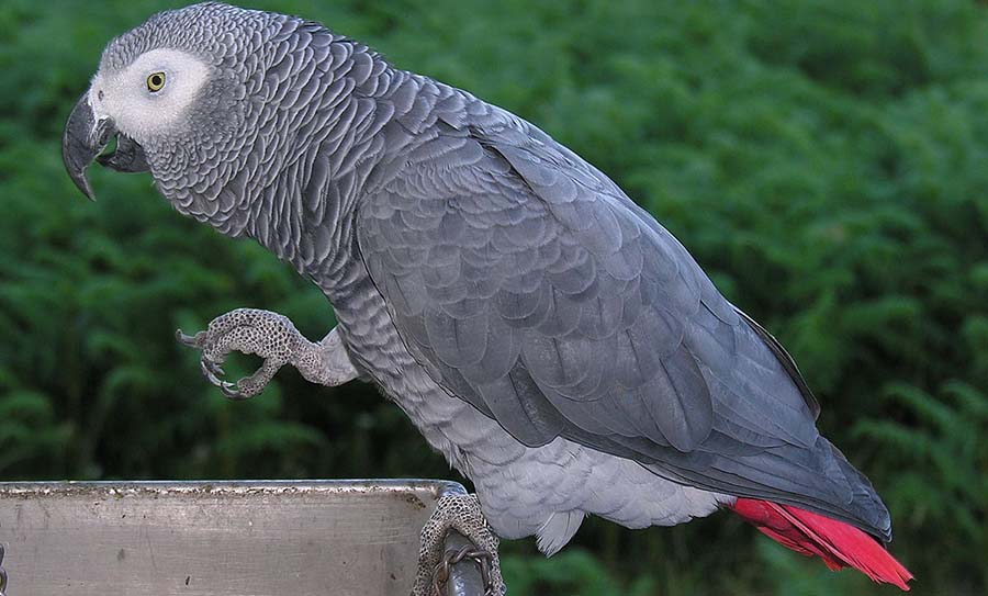 Papoušek šedý - žako konžský