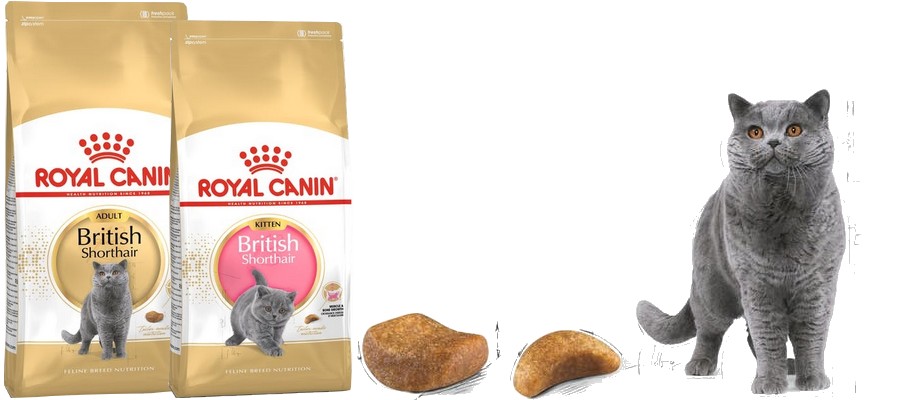 Britská krátkosrstá kočka a její granule