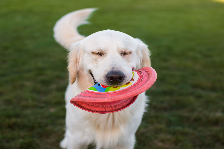 Psie športy # 2: Dogfrisbee alebo škola hrou Psie športy # 2: Dogfrisbee alebo škola hrou