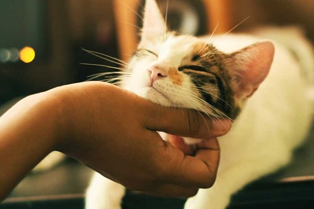 Felinoterapia: Keď mačka lieči Felinoterapia: Keď mačka lieči