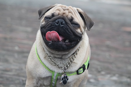 Mops a jeho ploský ňufák ... Odkiaľ sa vzal?