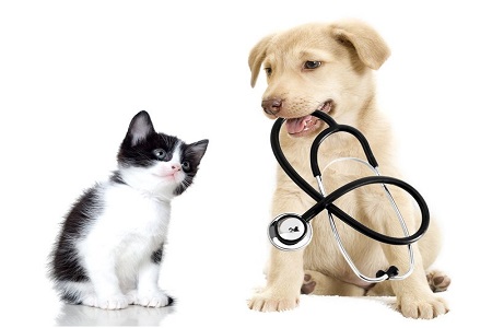 8 tipov ako ušetriť za účty u veterinára 8 tipov ako ušetriť za účty u veterinára