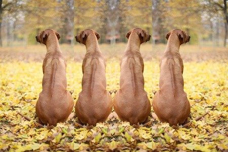 Rhodesian ridgeback - pes s obráteným pruhom srsti