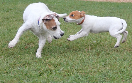 Jack Russel Teriér - pes na baterky Jack Russel Teriér - pes na baterky