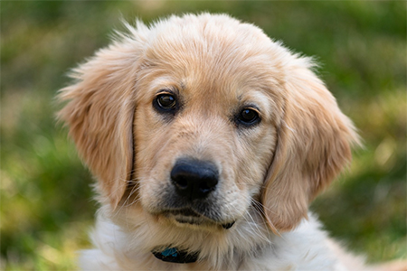 Zlatý retriever - pes so zlatou srsťou aj zlatým srdcom Zlatý retriever - pes so zlatou srsťou aj zlatým srdcom