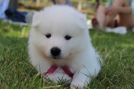 Samojed - večne usmievavý nezbedník Samojed - večne usmievavý nezbedník