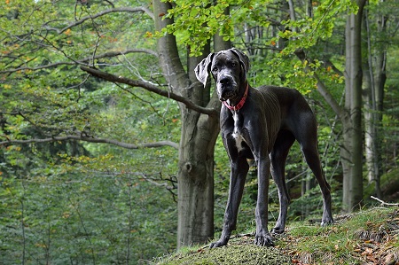 Nemecká doga - svetový rekordér Nemecká doga - svetový rekordér