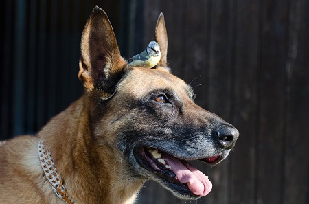 Belgický ovčiak malinois - aktívny pes pre aktívneho majiteľa