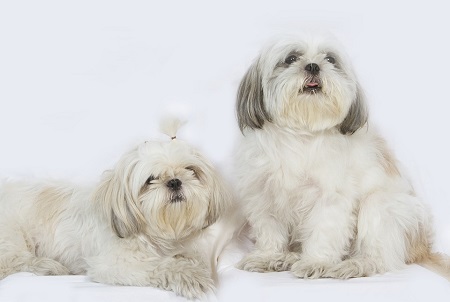 Shih-tzu - leví pes z Ázie Shih-tzu - leví pes z Ázie