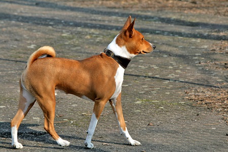 Basenji - zrodený v buši