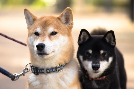 Shiba-inu - pes s vlastným názorom na život Shiba-inu - pes s vlastným názorom na život