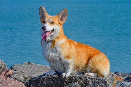 Welsh Corgi Pembroke - doslova kráľovský pes Welsh Corgi Pembroke - doslova kráľovský pes