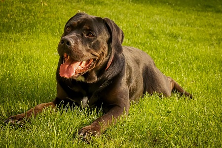 Cane Corso - obrí strážca Cane Corso - obrí strážca