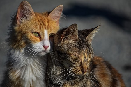 FeLV a FIV – mačacie virózy, ktoré sa nesmú podceniť FeLV a FIV – mačacie virózy, ktoré sa nesmú podceniť