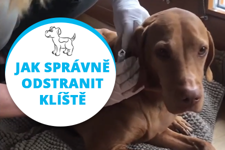 Videonávody: Ako vybrať kliešť u psa Videonávody: Ako vybrať kliešť u psa