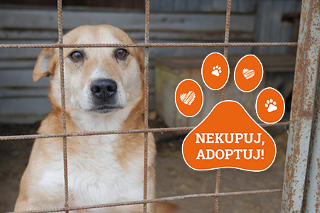 Prečo adoptovať psíka z útulku? Prečo adoptovať psíka z útulku?