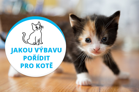 Videonávody: Akú výbavu zaobstarať pre mačiatko Videonávody: Akú výbavu zaobstarať pre mačiatko