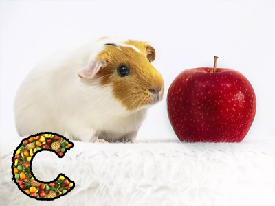 Prečo morčatá potrebujú vitamín C? A stačí jeho zdroj z potravy? Prečo morčatá potrebujú vitamín C? A stačí jeho zdroj z potravy?