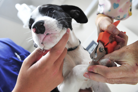 Preventívne prehliadky u veterinára. Ako často a koľko stojí? Preventívne prehliadky u veterinára. Ako často a koľko stojí?